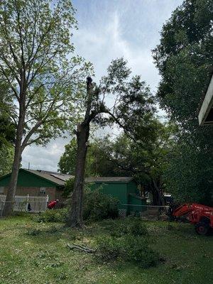 Algoa Tree Service