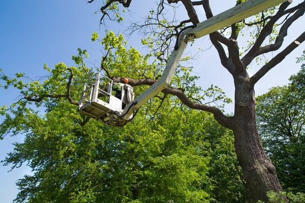 Tree Care Services in Pueblo, CO