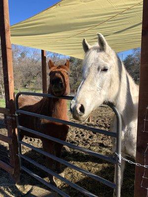 Our friends at the farm.