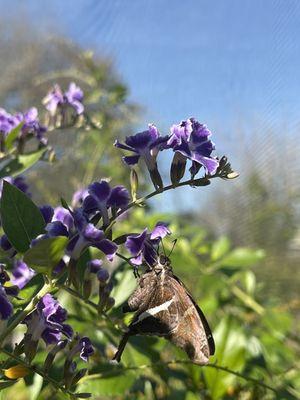 Butterfly room