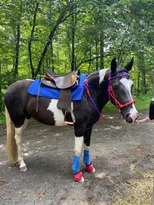 Tickle in her ghost saddle