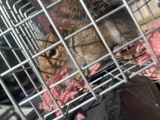 Humane Squirrel Removal