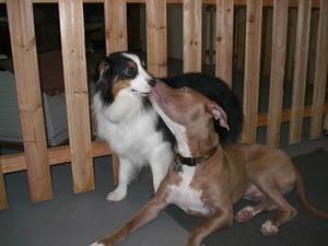 Dog kiss