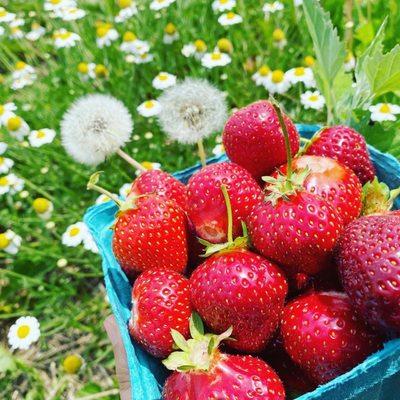 Found another old strawberry picking pic :)