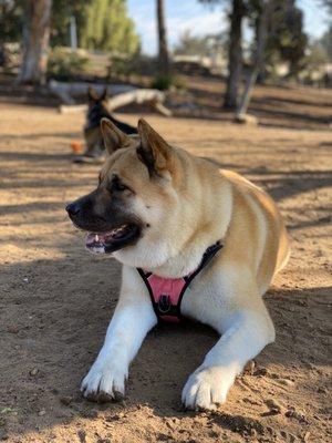 Resting in the shade.