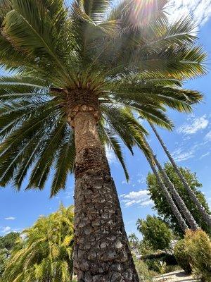 Canarian palm trimming