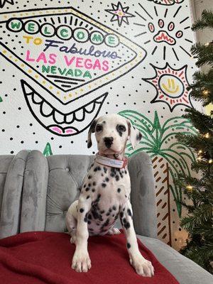 Dalmatian Puppy for Sale female "Alex"