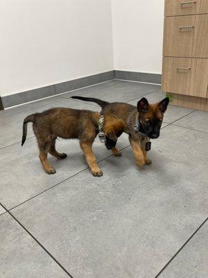 Buster and Gunnar waiting for the vet for their first exams (7 weeks old).