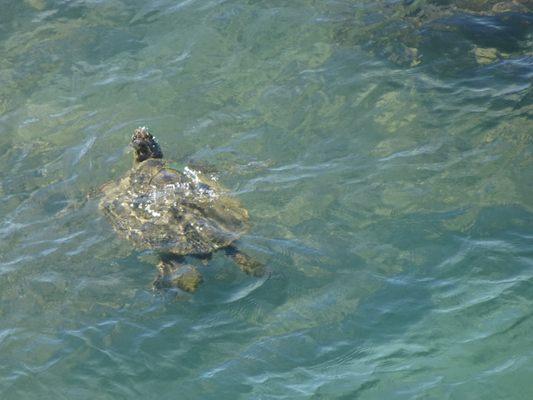 Green Sea Turtle from Maui Kai lanai.