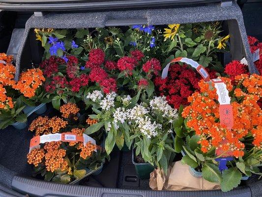 Trunk full of flowers    - love the selection