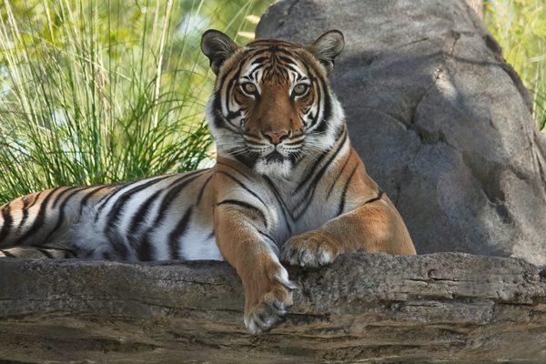 A Malayan tiger relaxes in the new Asia expansion