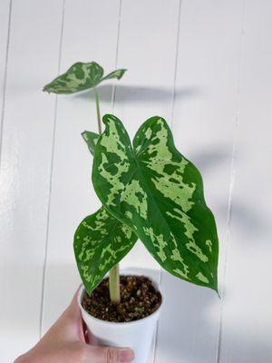 Colocasia "Elephant Ear" Hilo Beauty