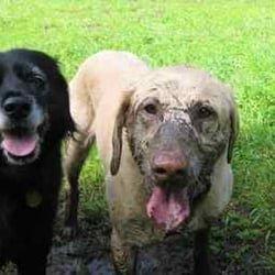 Mud puppies doing their daily dog walking in Berkeley