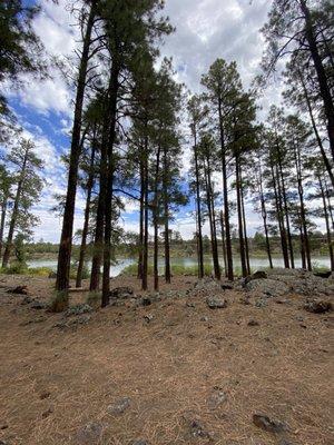 Where the forest and water meet.