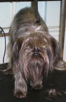 One of our furry friends in need of a good grooming!