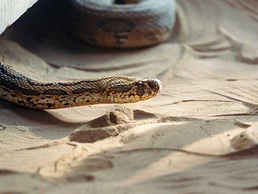 Snake Removal & Prevention