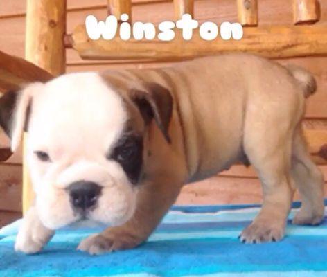 Winston in their ad and now - love him to death but he's certainly not 55 pounds (105!).