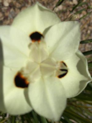 Wishing residents eternal peace! @Alta Mesa Cemetery Palo Alto Thur 8/10/23