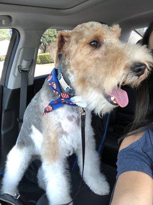 Louie happy in my car after getting groomed and looking so handsome!