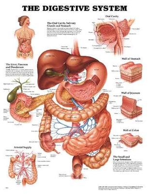 Healthy Digestive system