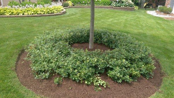 Clean-up and mulch install.