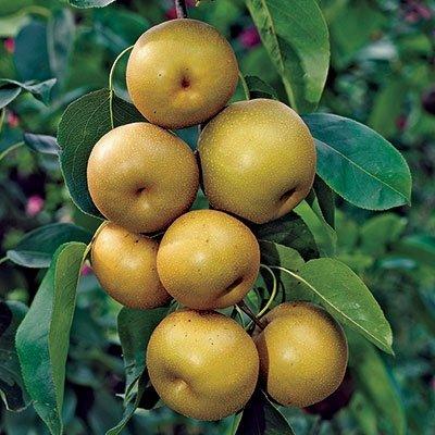 Shinseiki Asian Pear