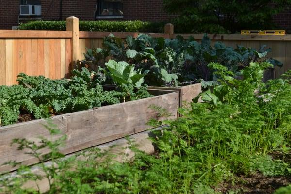 Local and salvaged building materials used in vegetable gardens.