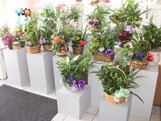 We carry a large selection of dishgardens.