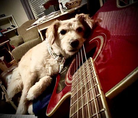 Tilly (and her way of telling me she's had enough of me playing the guitar... she wants attention!)