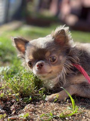 Multiple dog walks included during our paw-care & boarding