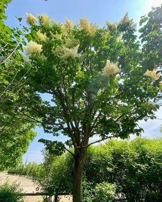 Japanese Lilac "Ivory Silk"