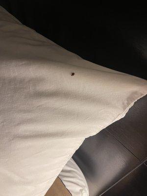 Bed bug on pillow