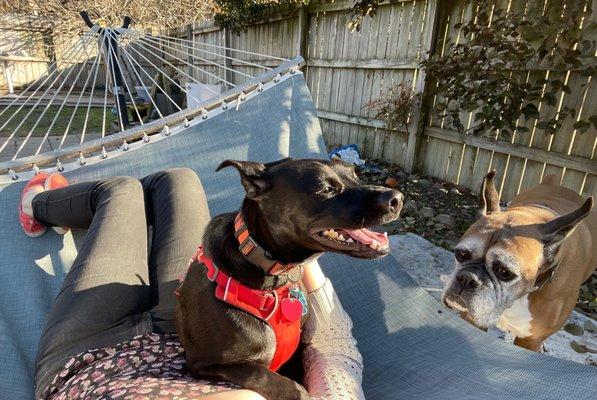 Winston enjoying some sun and hammock time at Sit.Fetch.Stay