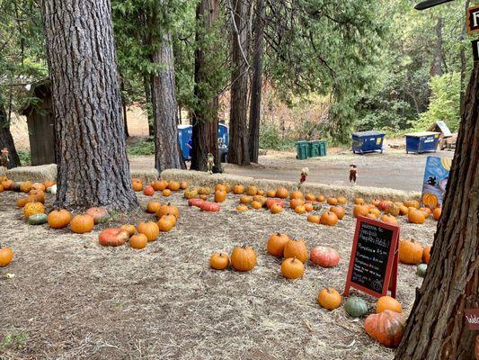 Pumpkin patch at Grandpa's Cellar