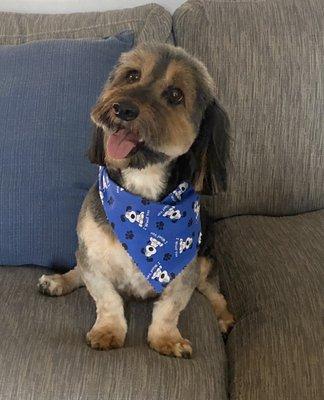 Chocolate always looks so handsome after his grooming.