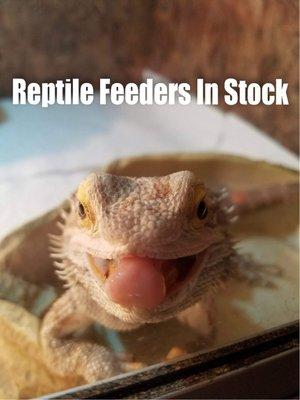 Reptile feeders in stock!