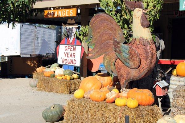 Pumpkins everywhere too