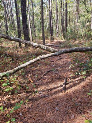 This was a high fallen tree. Hip height for me.