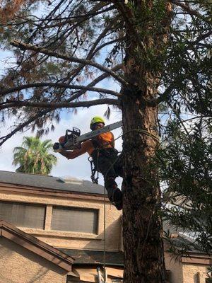 Pine removal in tight spot w/ crane