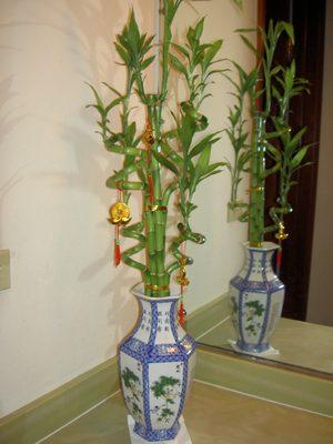 Another beautiful bamboo plant from Qideas that we brought home