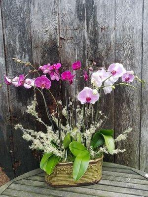 Orchid planter.