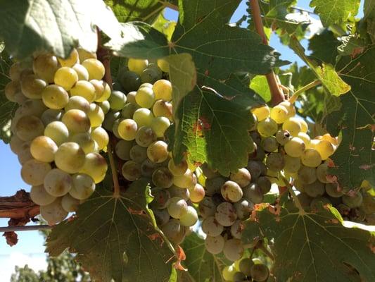 Sauvignon Blanc ready for harvest