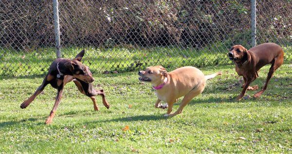 Three new friends playing chase (Bo on far right)