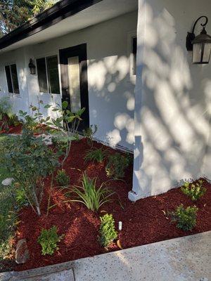 Japanese boxwood plants installed to create hedge wall