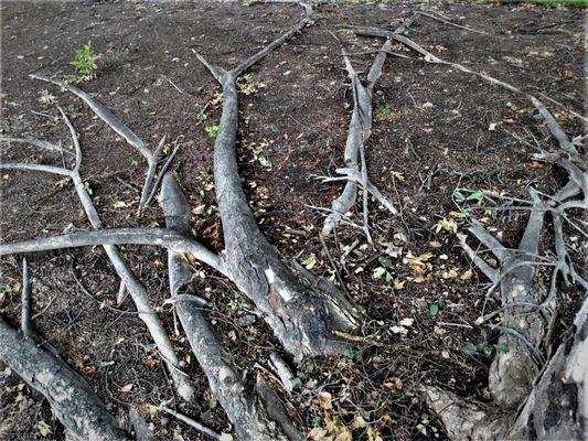 A shady stop in front of the Heimann Cancer Center in Medford. Admire the roots, pull the weeds.