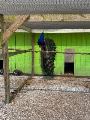 Peacock