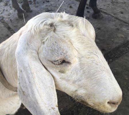 Goats love acupuncture too!