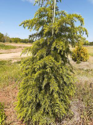 We have Deodar cedars 4ft, 6ft, 8ft, 10ft call and ask for your tree size