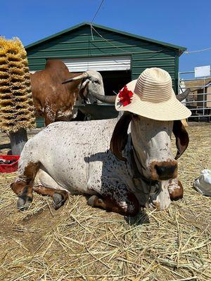 Decorating a cow