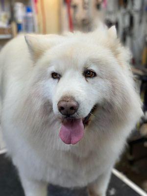 6 hours after his grooming !  and he's still happy!